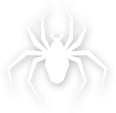 spider pest control Adelaide